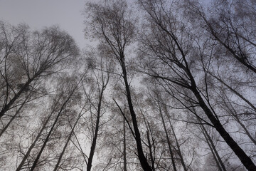 Bare deciduous trees in the autumn season in cloudy weather