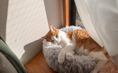 窓辺でくつろぐ猫　茶トラ白