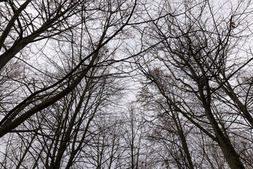 Bare trees in the autumn season
