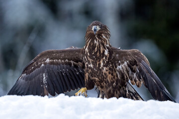 White-tailed eagle walking wings wide open in snowy forest scenery