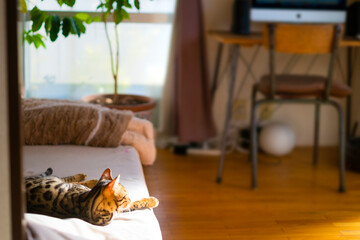 ベンガルの子猫と溢れ出る生活感