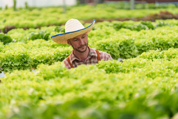 Businessperson or farmer checking hydroponic soilless vegetable in nursery farm. Business and organic hydroponic vegetable concept