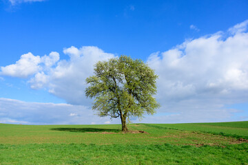 Fototapeta na wymiar Baum im Frühling.