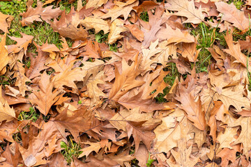 Fallen oak foliage in the autumn season