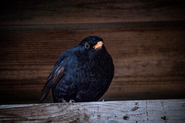 blackbird in the garden shed
