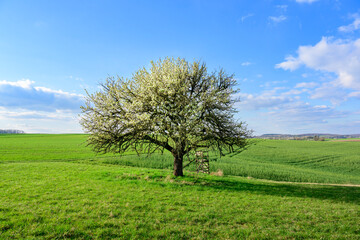 Fototapeta na wymiar Baum im Frühling.