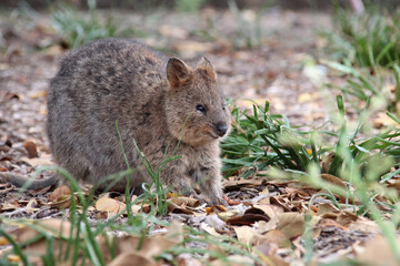 quokka at rottnest island (australia)
