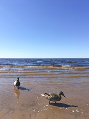 Two ducks walk along the sandy beach against the backdrop of the sea. Summer concept with blue water and clear sky.