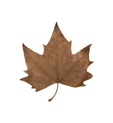 maple leaf isolated on transparent background
