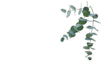 Fresh eucalyptus branches isolated on transparent background. Top view flat lay. Botanical nature...