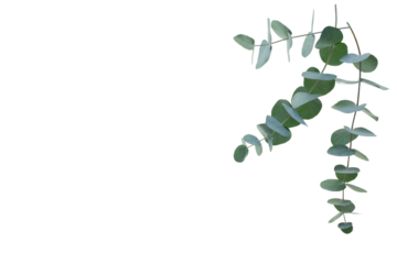 Fresh eucalyptus branches isolated on transparent background. Top view flat lay. Botanical nature design for sustainable wedding concepts and decorations with space for text. PNG image.
