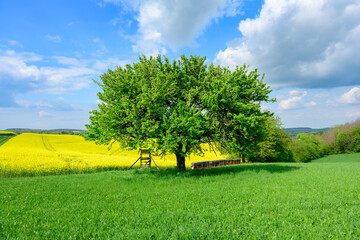 Baum im Sommer.