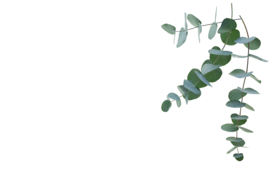 Fresh eucalyptus branches isolated on transparent background. Top view flat lay. Botanical nature design for sustainable wedding concepts and decorations with space for text. PNG image.