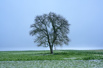 Baum im Winter.
