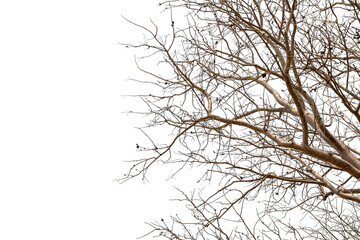 Tree branches on a white background with clipping path