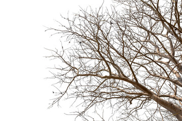 Tree branches on a white background with clipping path