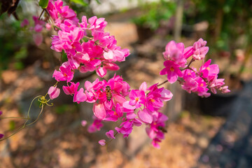 Fototapeta premium The pink flower of Antigonon leptopus, Antigonon leptopus is a herb plant that can also be used as a decorative plant