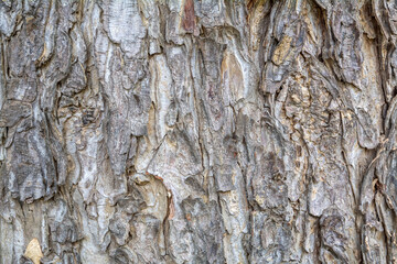 Tree bark texture, Tree bark background