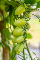 The tomato fruit, Cherry tomato (Lycopersicon esculentum) in the vegetable garden