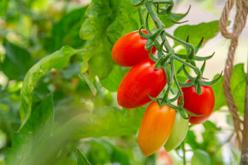 The tomato fruit, Cherry tomato (Lycopersicon esculentum) in the vegetable garden