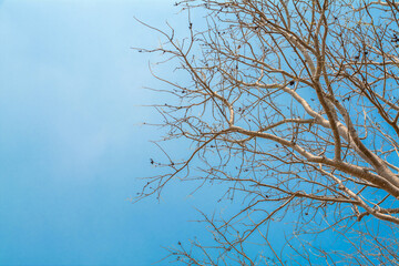 Tree branches with blue sky in the background