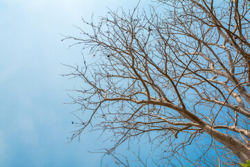 Fototapeta na wymiar Tree branches with blue sky in the background