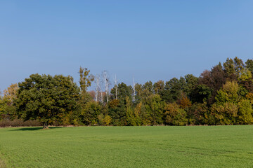 The yellowing foliage of an oak in the autumn season