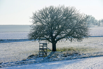 Fototapeta na wymiar Baum im Winter.