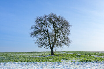 Baum im Winter.
