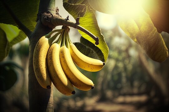 Bananas ripening on the tree, raw. Generative AI