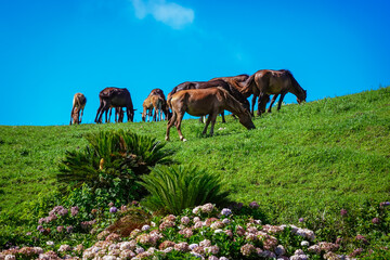 都井岬の野生馬（宮崎県串間市）
