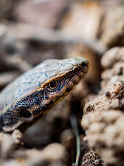 Lagartija entre las rocas 