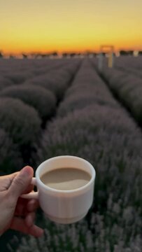 Stunning landscape with lavender field at sunrise. Mayfair lavender