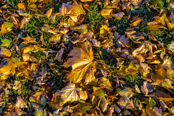 Photo on theme autumn abstract background of maple leaves falling on surface