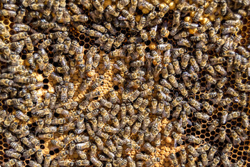 Abstract hexagon structure is honeycomb from bee hive filled