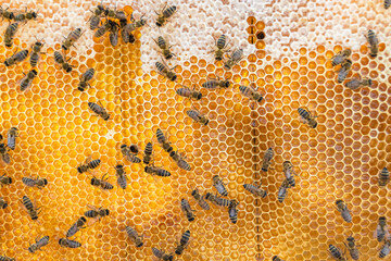 Abstract hexagon structure is honeycomb from bee hive filled