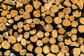 Photography on theme big wall of stacked oak tree logs in cracks