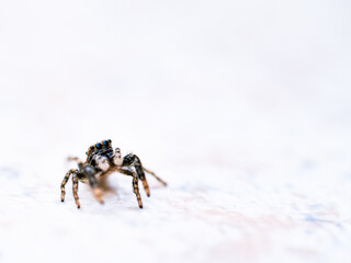 Araña saltarina sobre fondo blanco