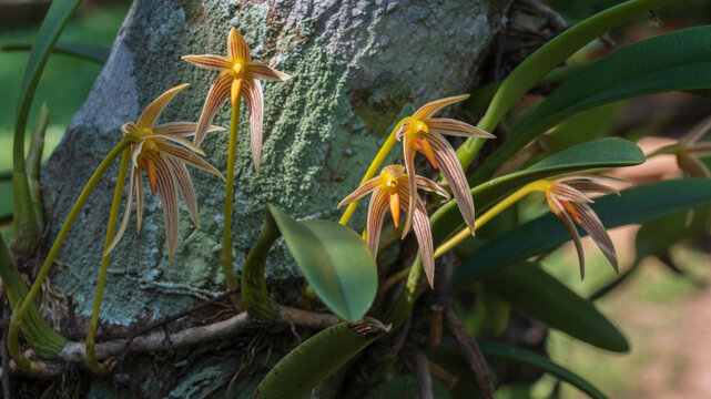 Closeup view of colorful epiphytic orchid species bulbophyllum affine flowers blooming outdoors on natural background