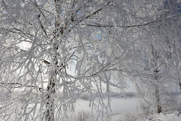 Winter landscape