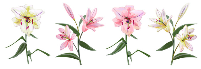 Collection white and pink lilies (Lilium brownii). Big Lily realistic flowers, bud, leaves in watercolor style. Closeup vector illustration for wedding anniversary card, birthday invitation