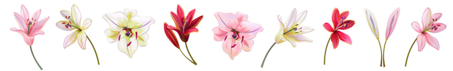Collection of white, pink, red lilies (Lilium brownii). Big Lily realistic flowers in watercolor style. Panoramic view. Close up vector illustration for wedding anniversary card, birthday invitation - obrazy, fototapety, plakaty