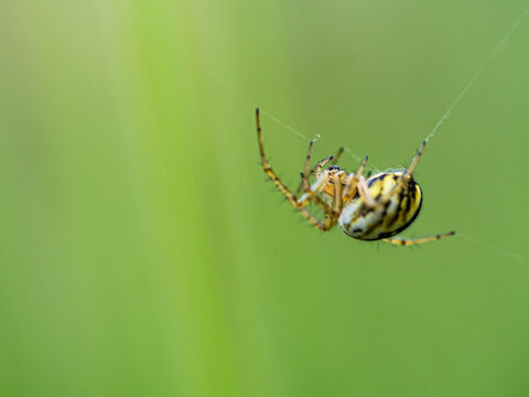 Araña Negra Y Amarilla Tejiendo Su Tela De Araña