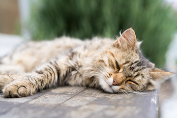 Naklejka na ściany i meble beautiful wild cat sleeps, sleep and rest animals