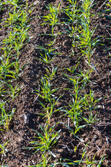 Winter wheat variety covered with dew drops