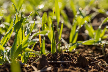 Winter wheat variety covered with dew drops