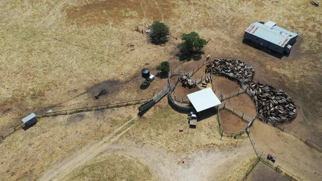 arm in outback Australia. Ranch worker herding cattle and cows in a field with a dog on a gravel road. Young farmer mustering livestock.
