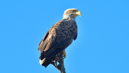 White-tailed Eagle perched