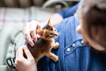Little abyssinian ruddy kitten sitting on mans chest. Man petting one month old kitten looking...