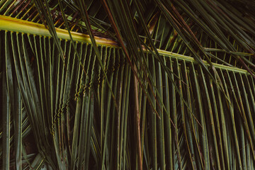 Textured palm leaf close-up. Natural background.